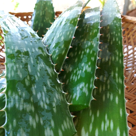 Meet your Posher, Alice - Picture 15 of 15